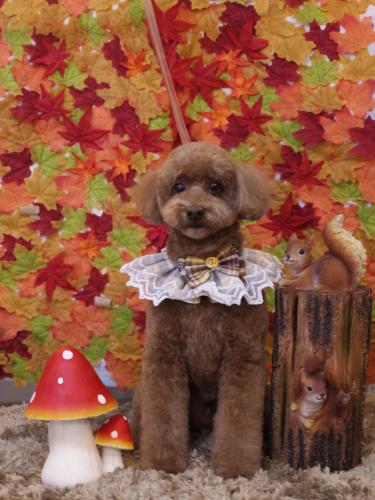 20241126ぷぷくん